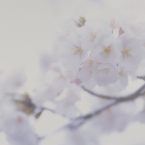 宰杀女畜屠宰场穿刺杆视频全过程
